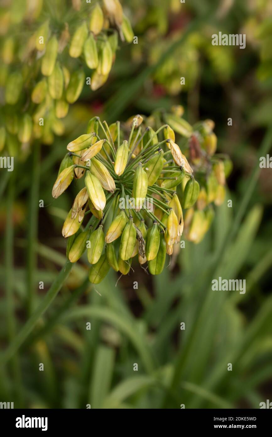 Agapanthus Northern Star (African lily 'Northern Star') drooping seed heads, death, dying and