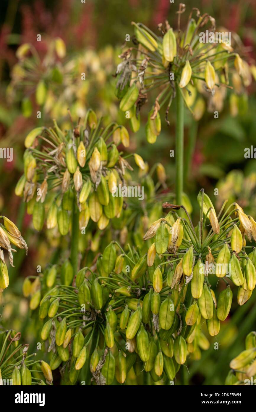 Agapanthus Northern Star (African lily 'Northern Star') drooping seed