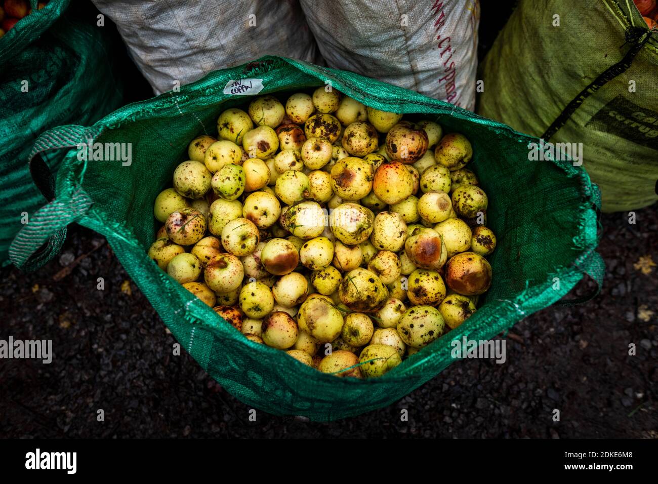 Cider Apples, Somerset. Stock Photo