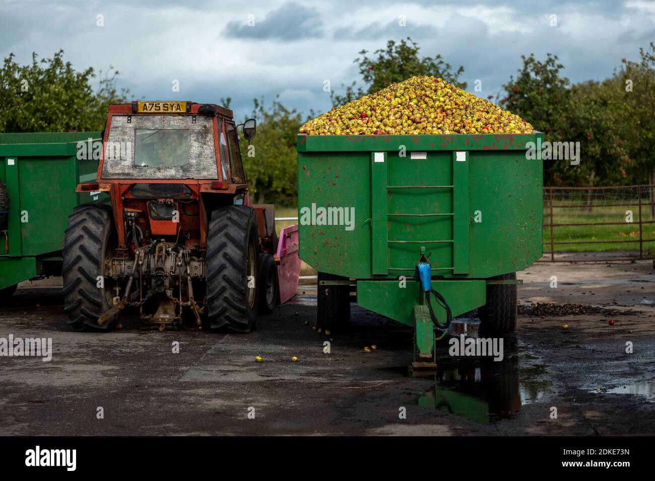 Wilkins cider farm hires stock photography and images Alamy