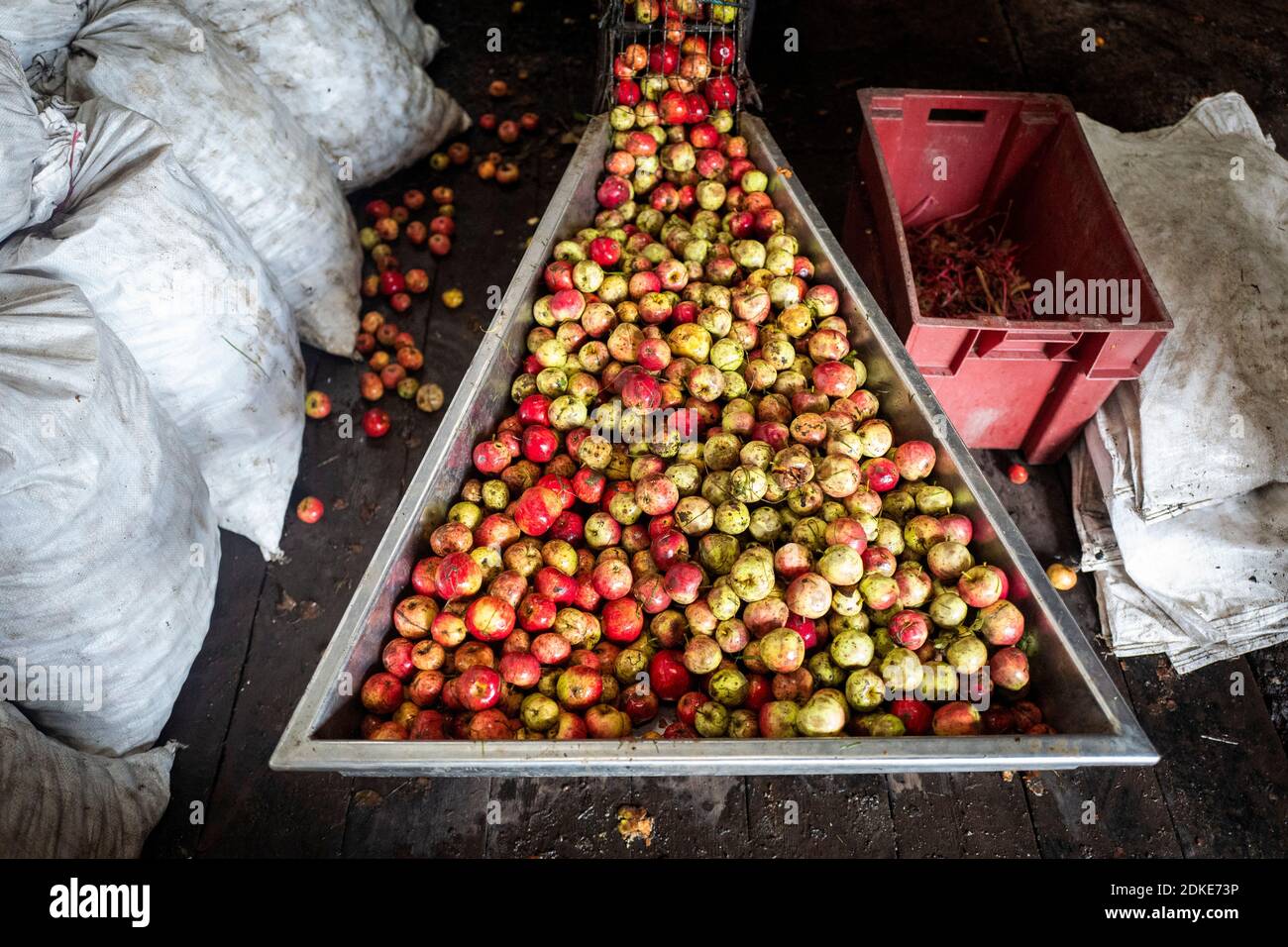 Traditional cider making takes place at Wilkins Cider farm in Mudgley, Somerset. Roger Wilkins took over cider making from his father at the age of 21 Stock Photo