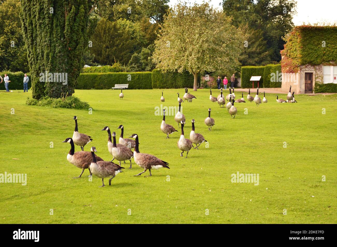 Canada Geese wandering across the lawns at Clumber Park, Worksop, Nottinghamshire, UK Stock Photo