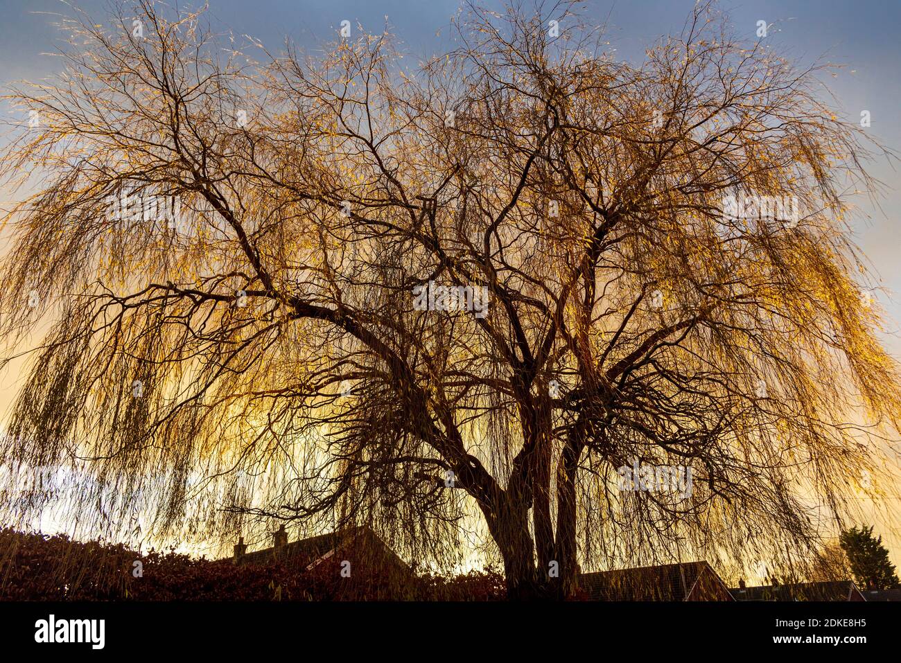 Backlit willow tree in winter sunset Stock Photo - Alamy