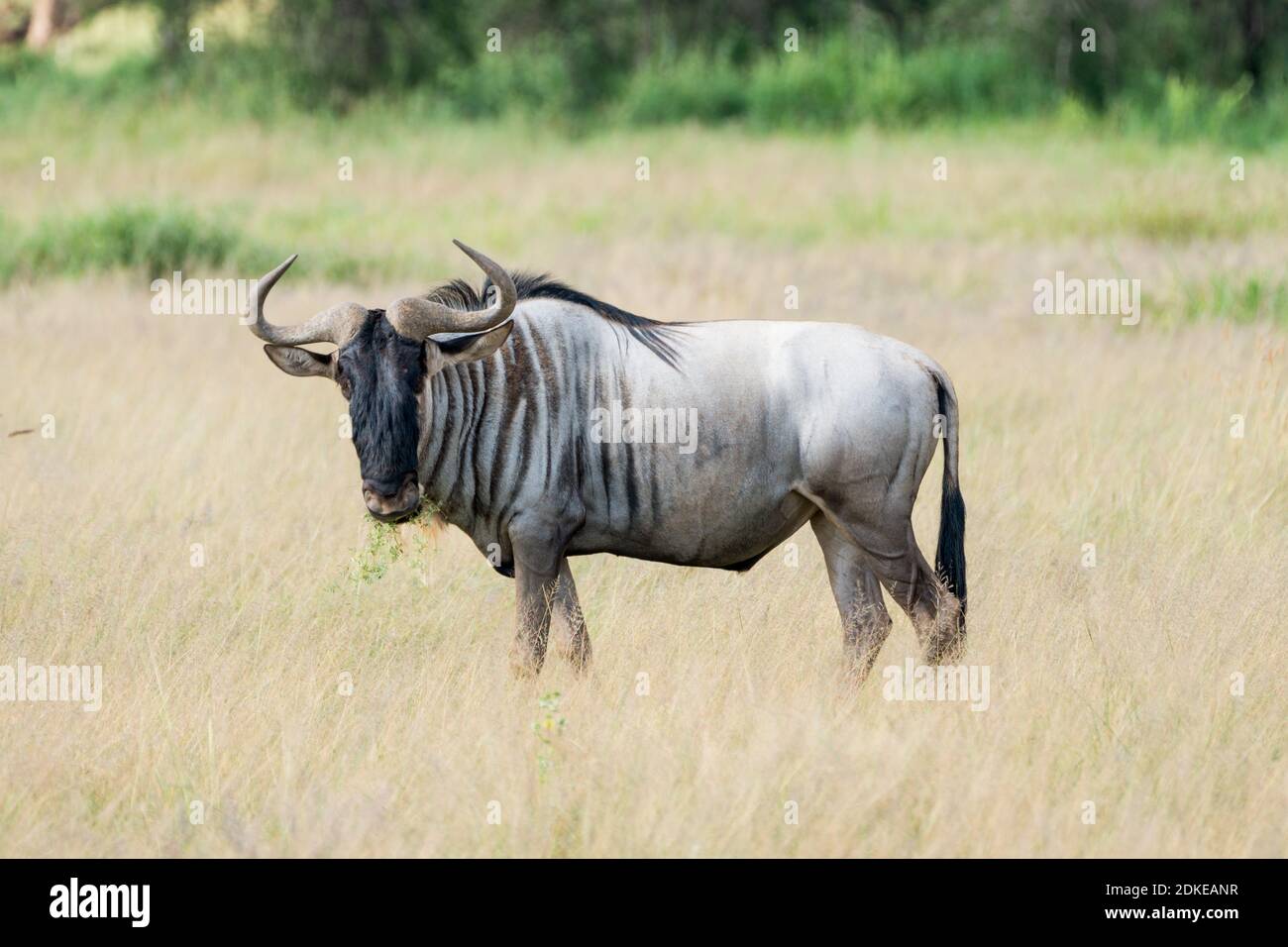 Wild Animals in Kenya, Africa Stock Photo - Alamy