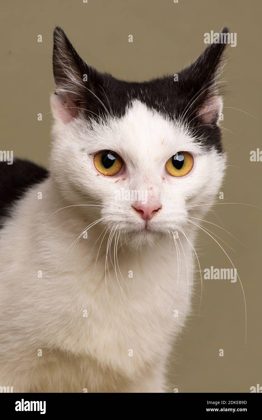 Kitty cat eye hi-res stock photography and images - Alamy