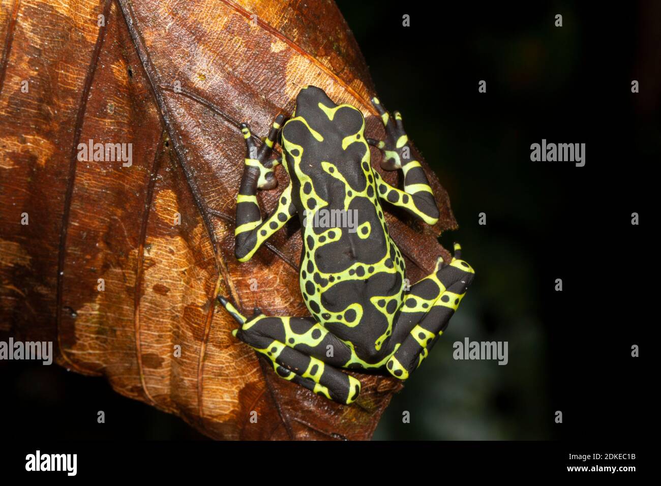 An un-named species of harlequin toad (Atelopus sp.) resting on a leaf at night near Rio Nangaritza in the Cordillera del Condor, the Ecuadorian Amazo Stock Photo