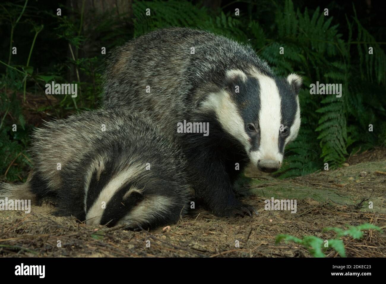 Wild Adult Badger with Cub in Forest (Meles meles) Hemsted Forest near ...