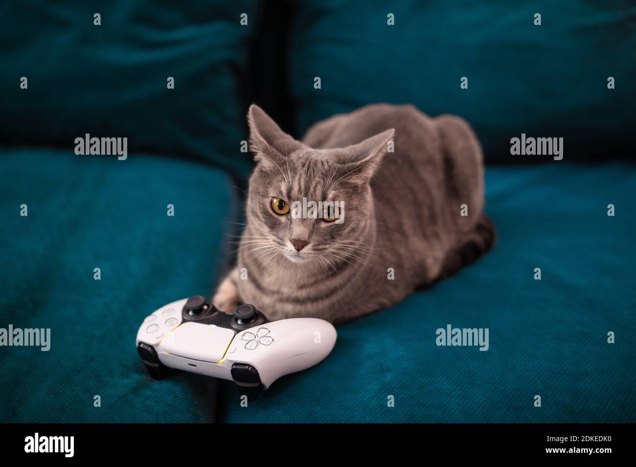 Read the GaMERCaT :: Cat-astrophe