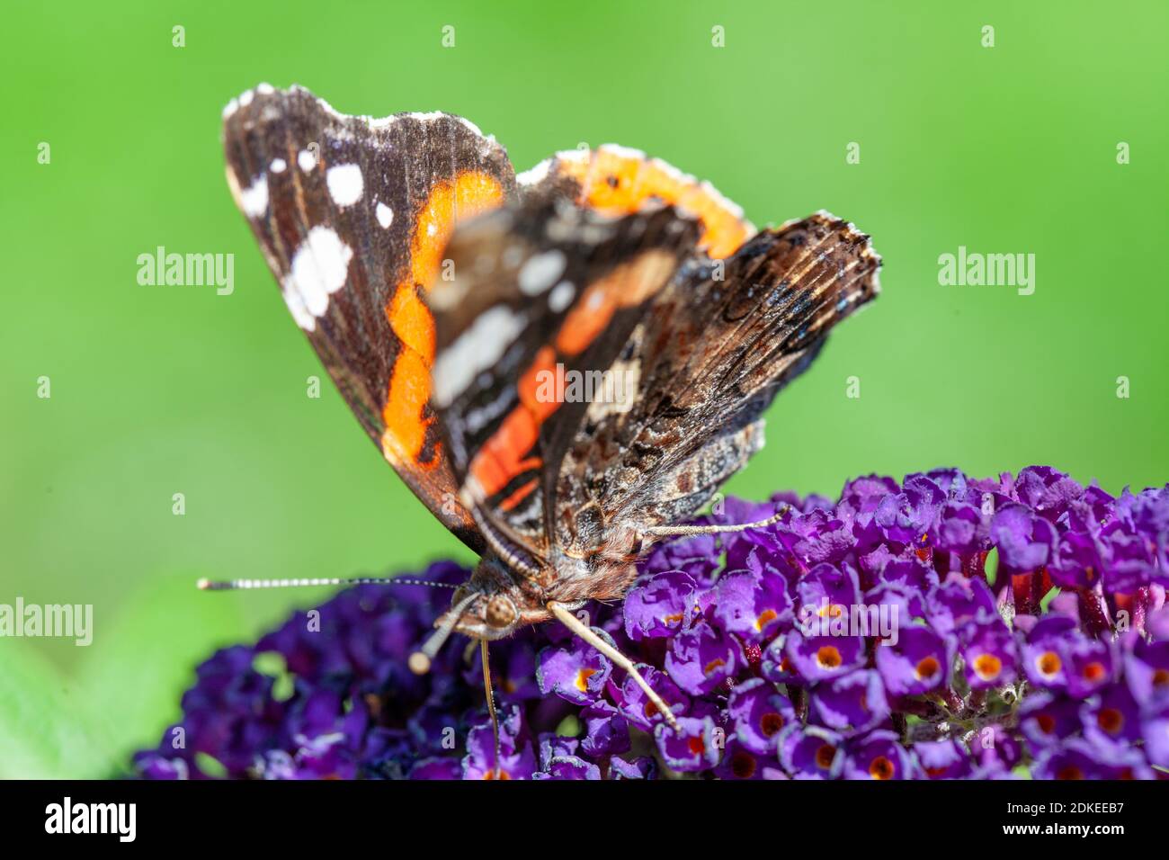 Red Admiral, Vanessa atalanta, butterflies on Buddleja flower or butterfly bush. High quality photo Stock Photo