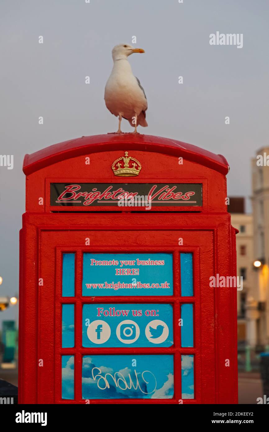 England, East Sussex, Brighton, Brighton Seafront, Seagull Standing on Traditional Red Telephone Box Stock Photo