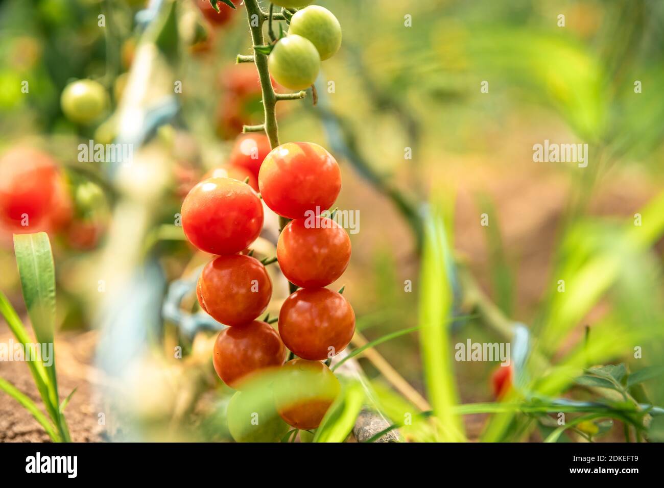 growing tomatoes without chemicals in a greenhouse Stock Photo Alamy
