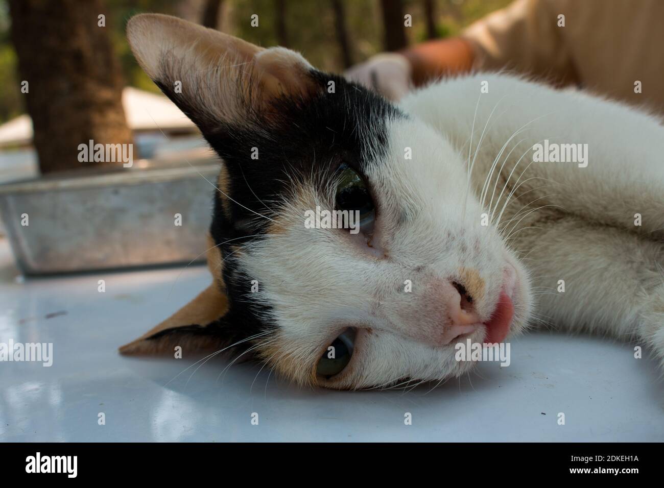 Veterinary Surgeon Neutering A Cat Stock Photo Alamy