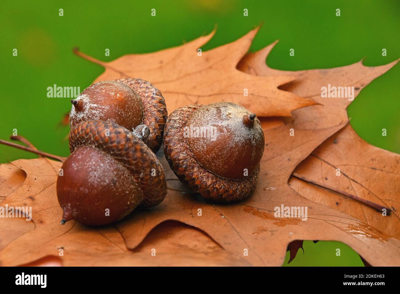 Close-up Of Dried Fruits On Dry Leaves Stock Photo