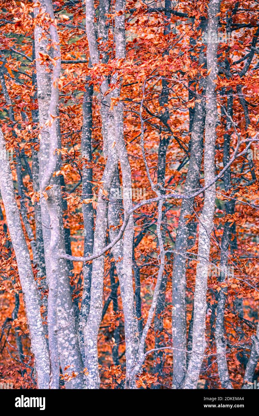 detail on the branches of beech trees in autumnal dress, dry red leaves, autumn in valle del maè, zoldo, dolomites, province of belluno, veneto, italy Stock Photo