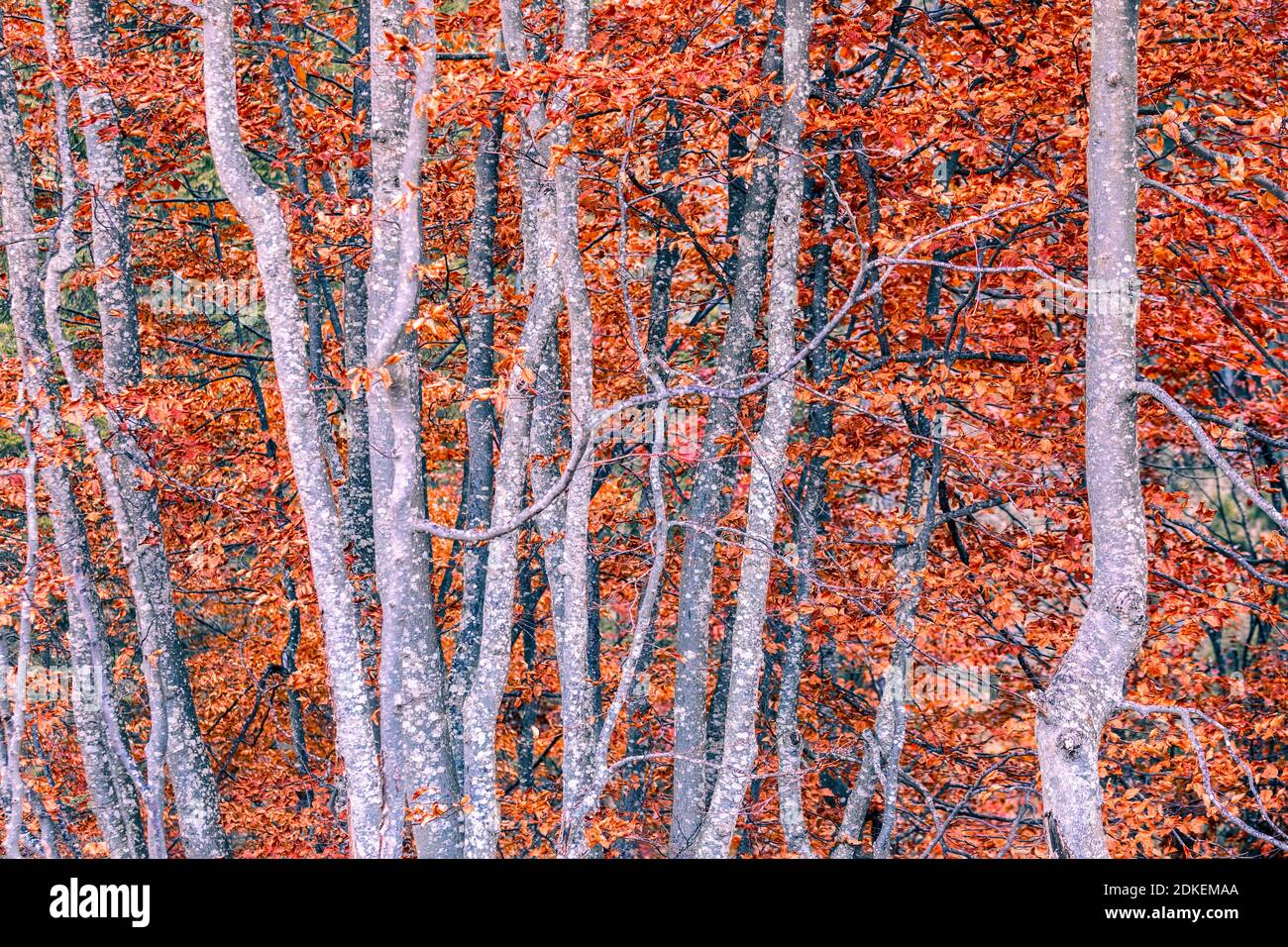 detail on the branches of beech trees in autumnal dress, dry red leaves, autumn in valle del maè, zoldo, dolomites, province of belluno, veneto, italy Stock Photo