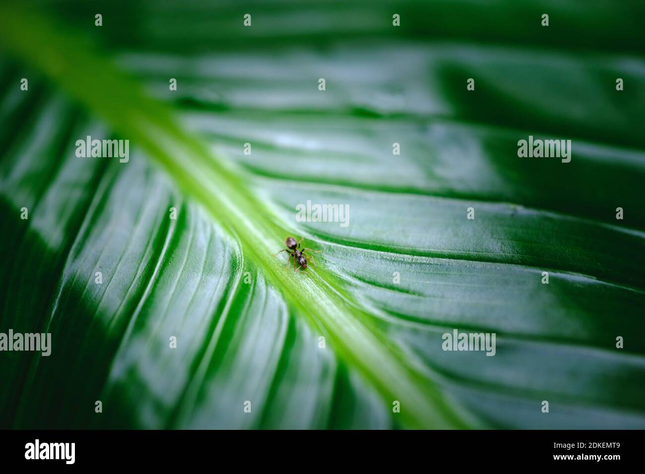 Small ant in the middle of the leaf stem filling the frame Stock Photo