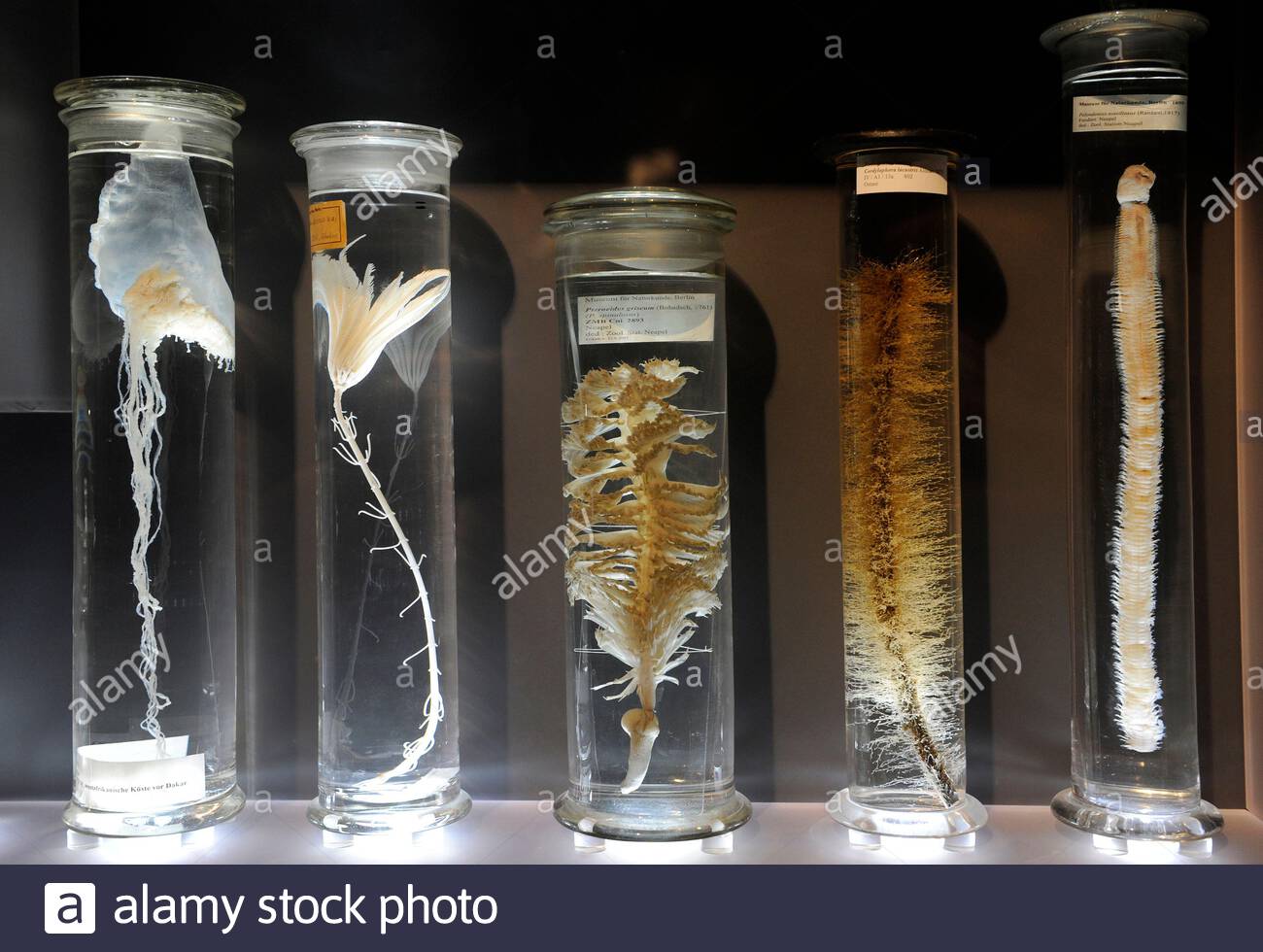 Specimen Jars Museum Of High Resolution Stock Photography and Images Alamy