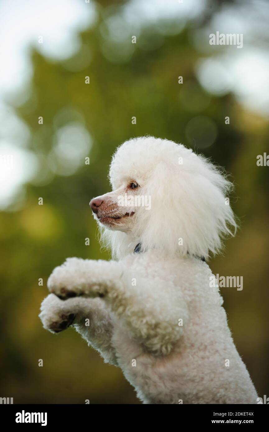Close-up Of Cute Dog Looking Away And Standing Against Defocused Background Stock Photo