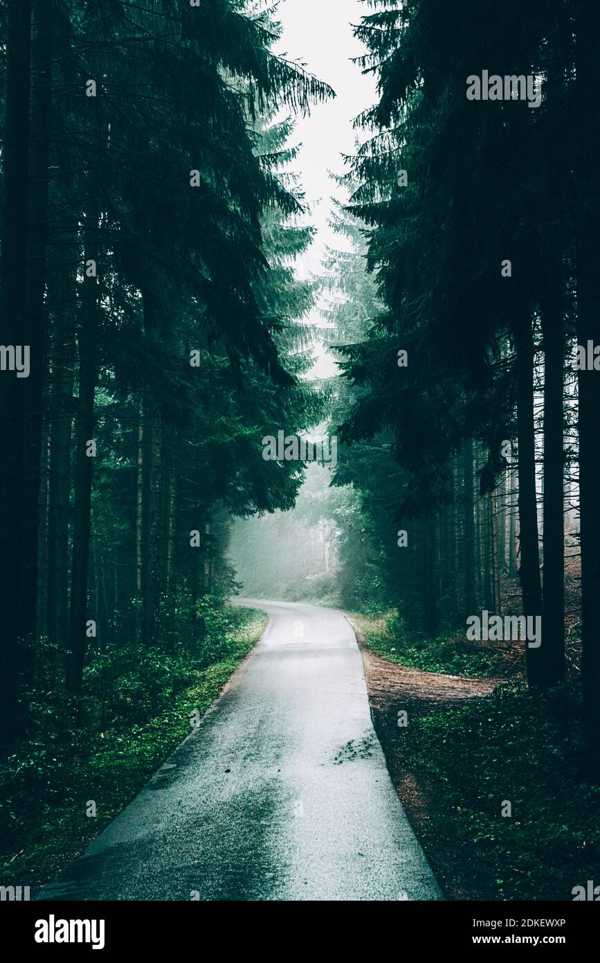 Mystic foggy forest road hi-res stock photography and images - Alamy