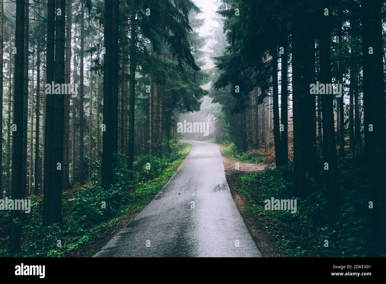 Mystic foggy forest road hi-res stock photography and images - Alamy