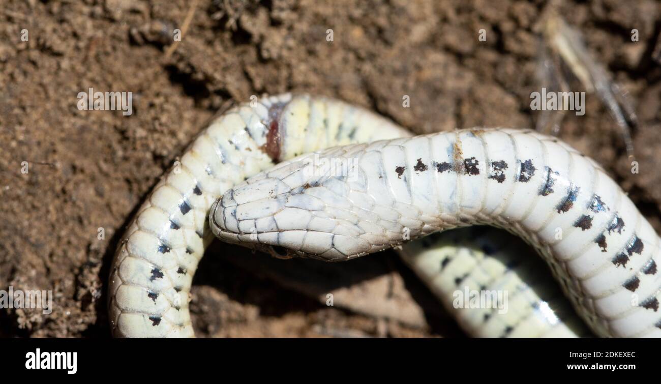 Lined Snake (Tropidoclonion lineatum) from Otero County, Colorado, USA. Stock Photo
