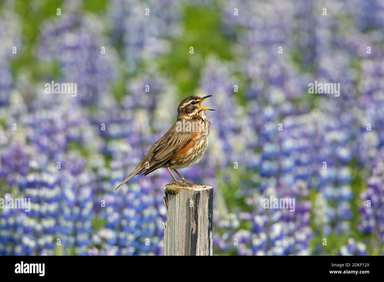 Redwing (Turdus iliacus) calling from wooden fence post in summer Stock Photo