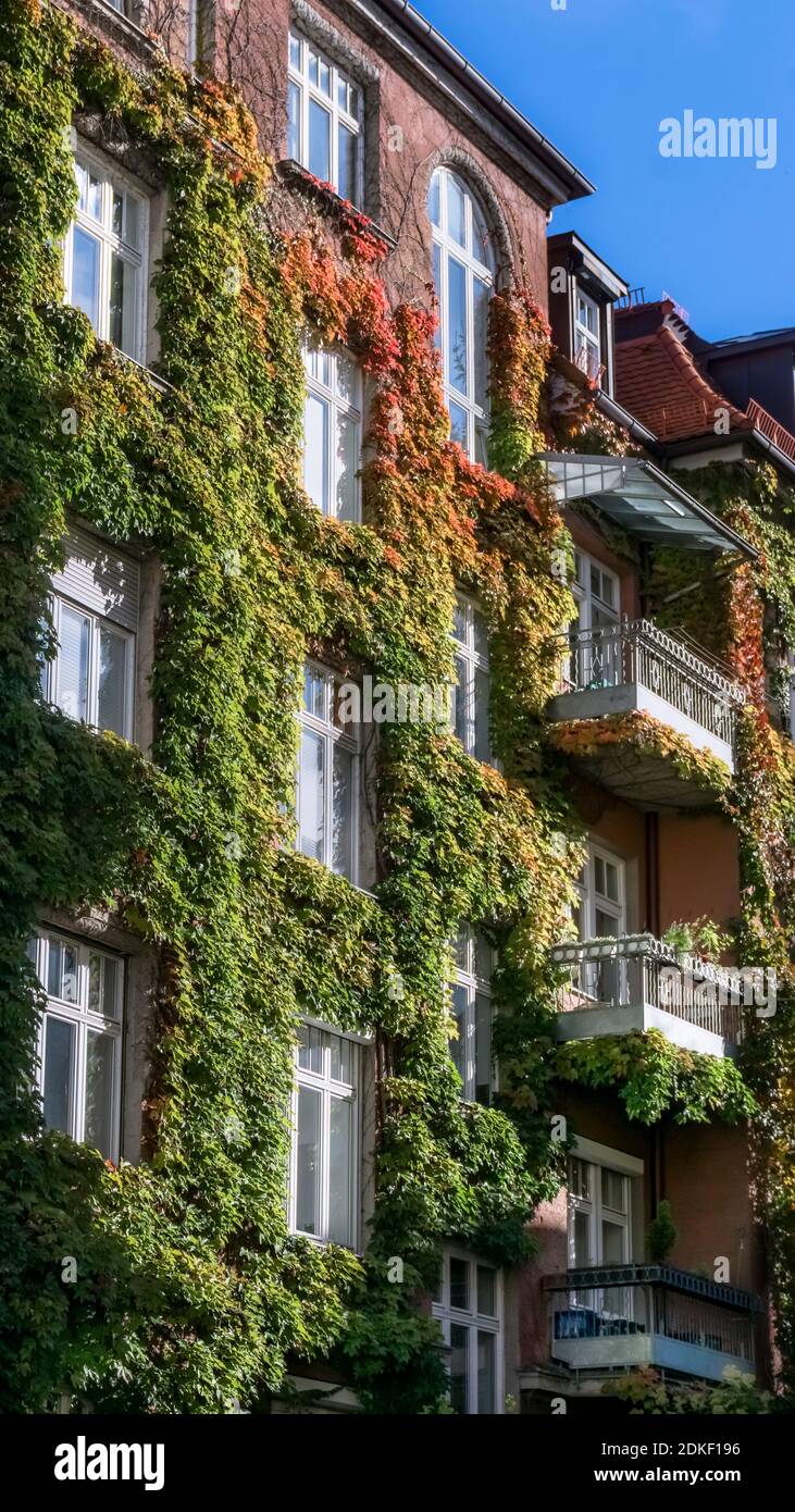 House facade covered with ivy in Schwabing in Münchem in autumn Stock Photo