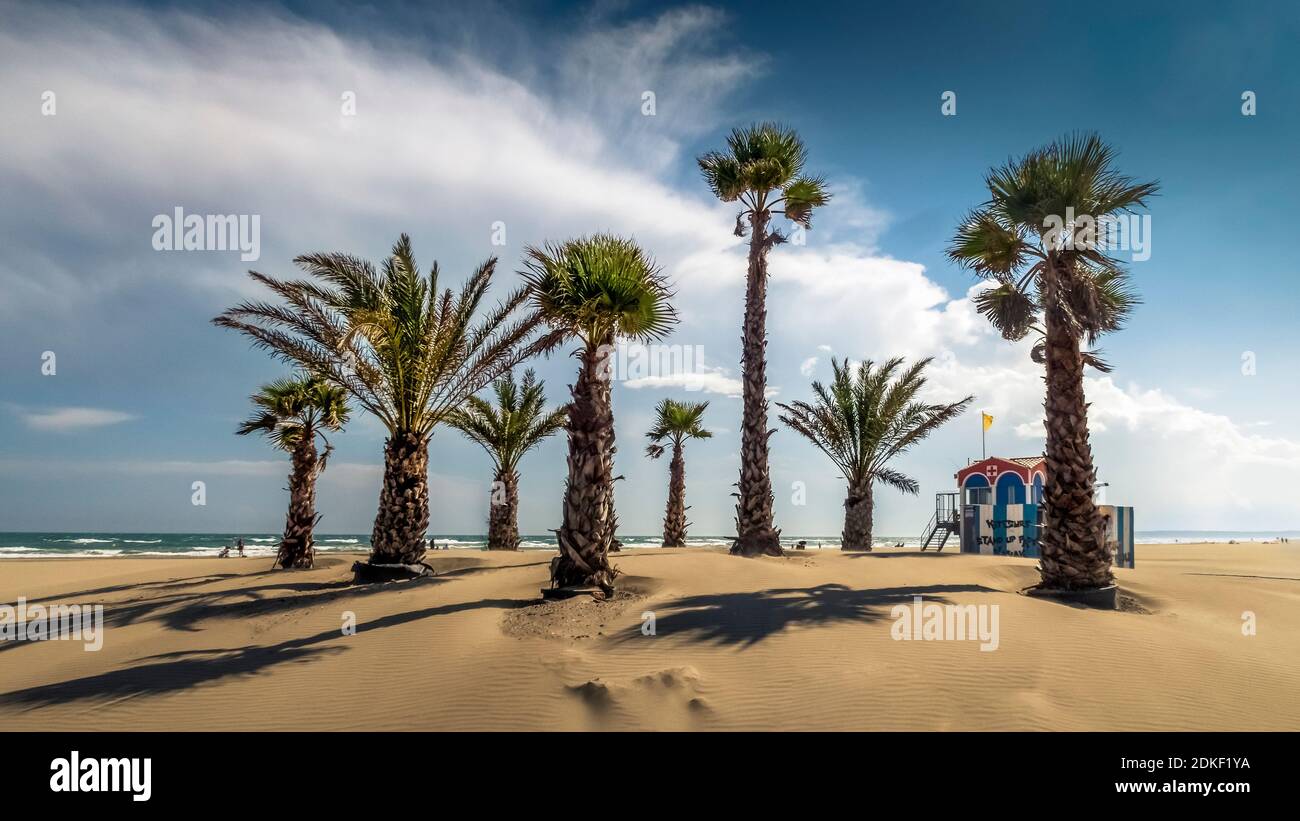 Palm Trees On The Beach In Port La Nouvelle In Summer Stock Photo Alamy palm-trees-on-the-beach-in-port-la-nouvelle-in-summer-stock-photo-alamy