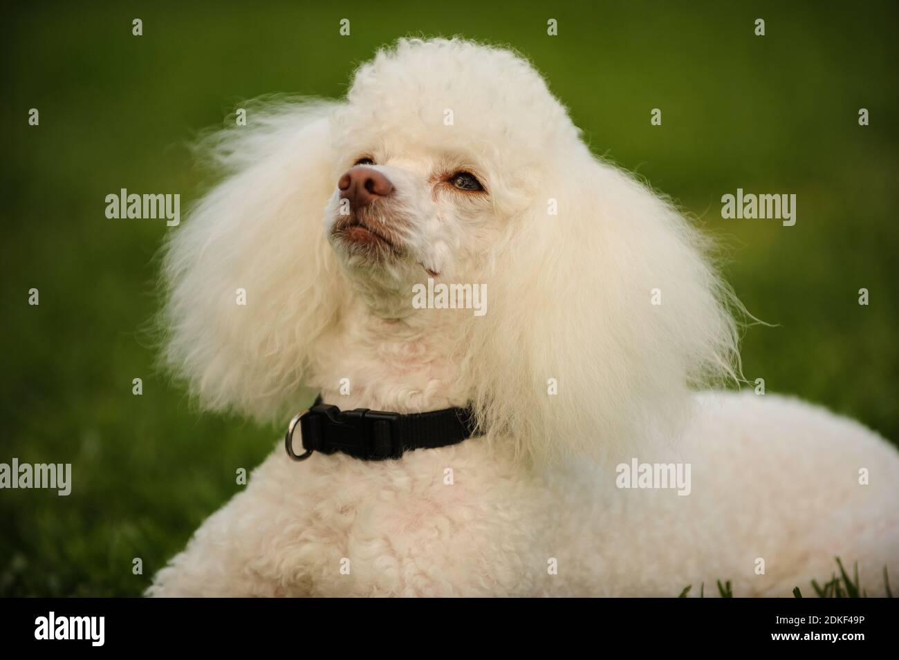 Close-up Of Dog Looking Away Sitting On Field Stock Photo