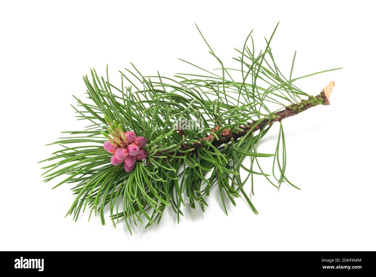 Swiss mountain pine branch isolated on white background Stock Photo