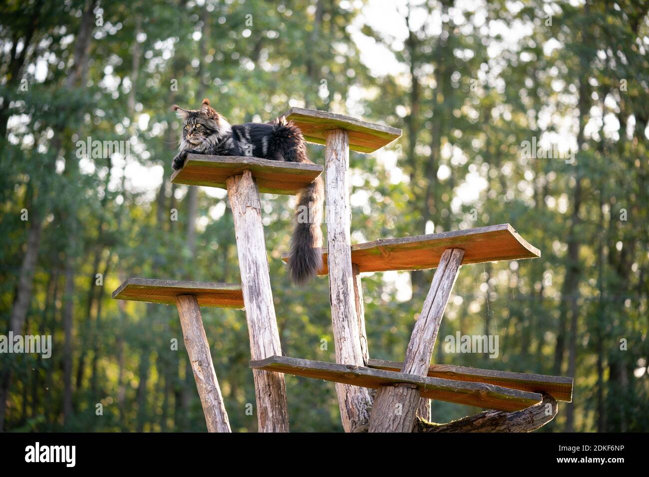 tabby maine coon cat resting on natural scratching post tree plank