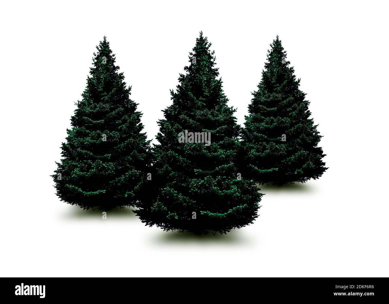 Three unadorned fir trees against a white background Stock Photo
