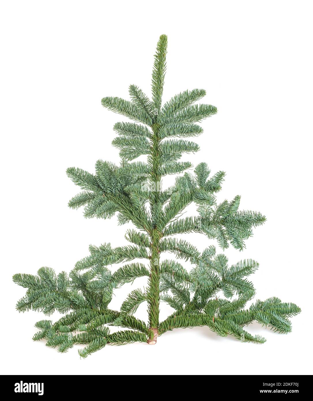 European silver fir branch isolated on white Stock Photo