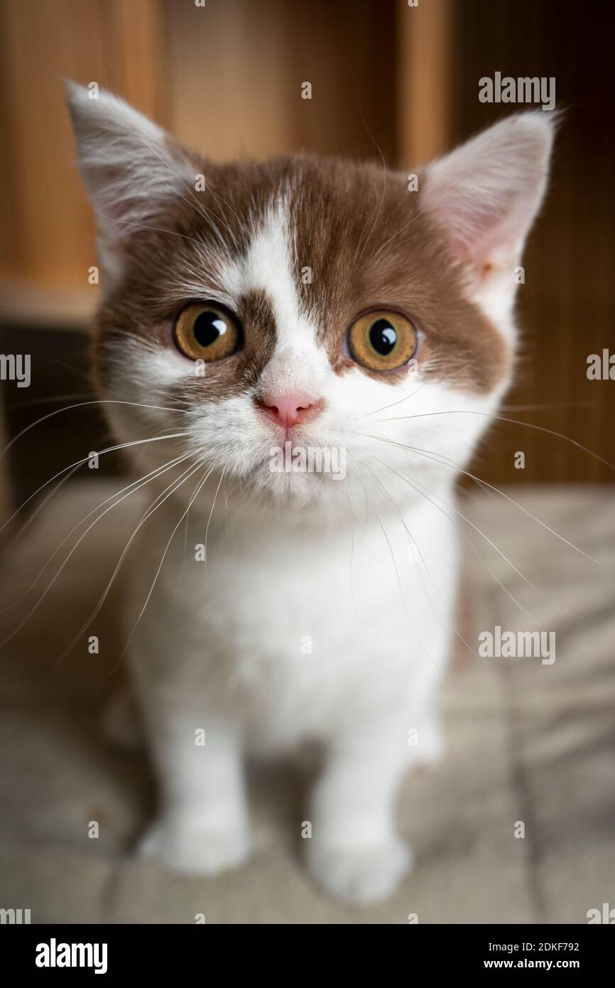 cute white cinnamon british shorthair kitten sitting on scratching post looking at camera Stock Photo