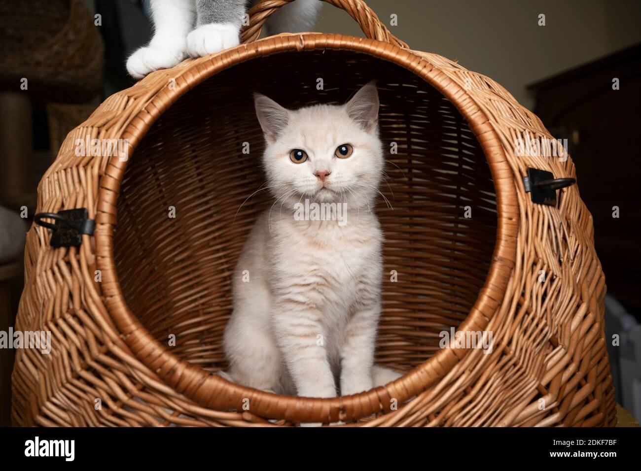 British shorthair cat Stock Photo