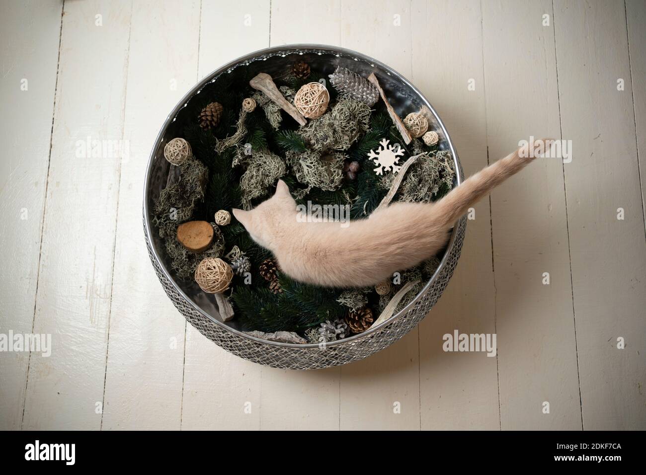 top view of a cream colored british shorthair kitten inside of bowl with winter decoaration elements Stock Photo
