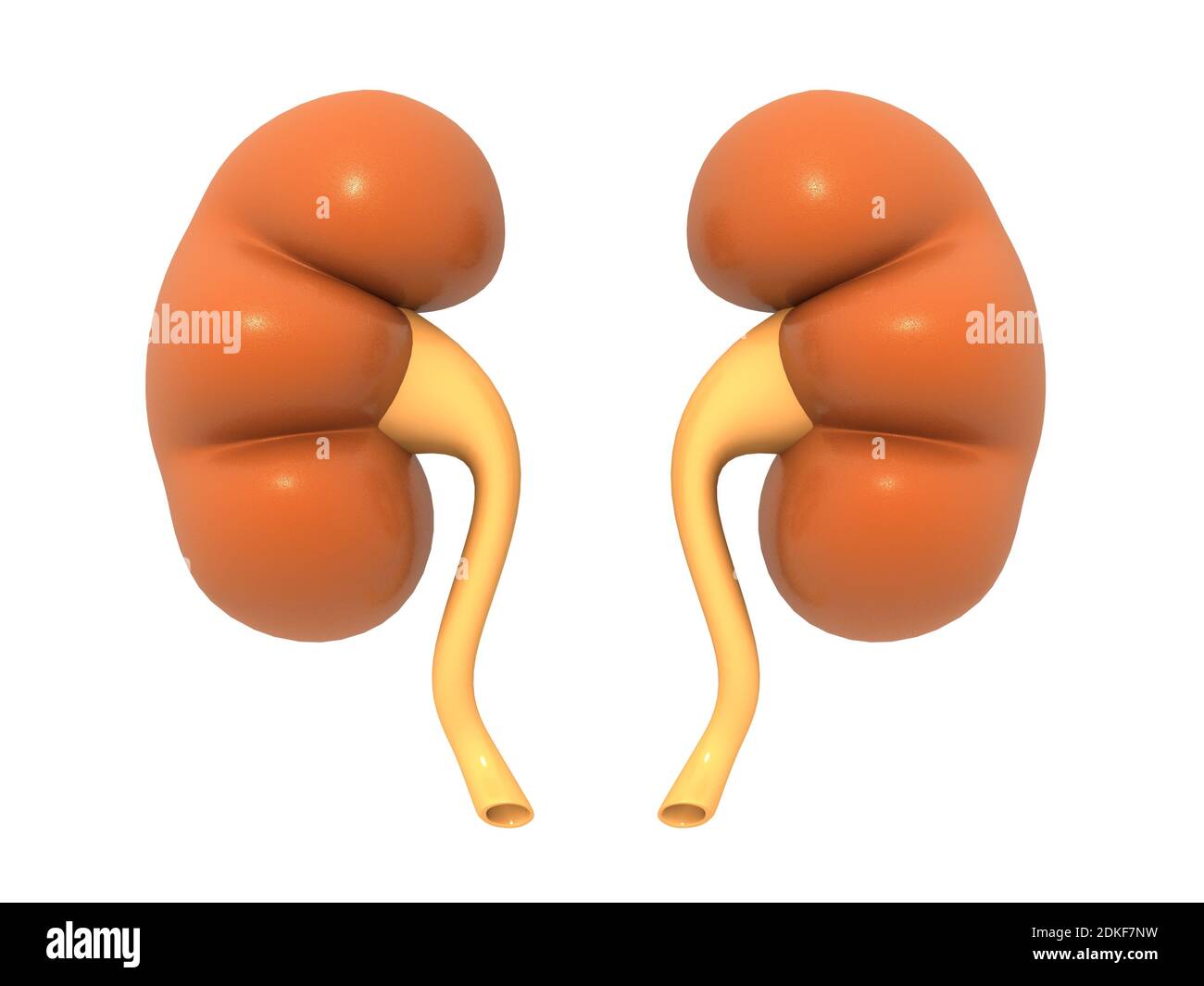 Orange Kidney Over White Background Stock Photo Alamy