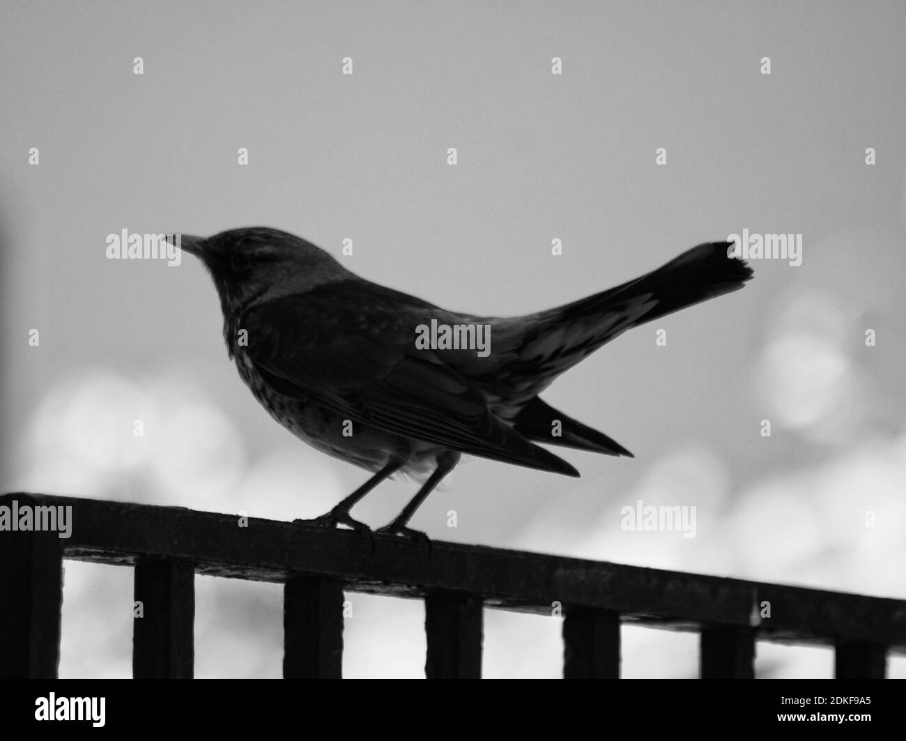 Bird Perching On Railing Stock Photo Alamy