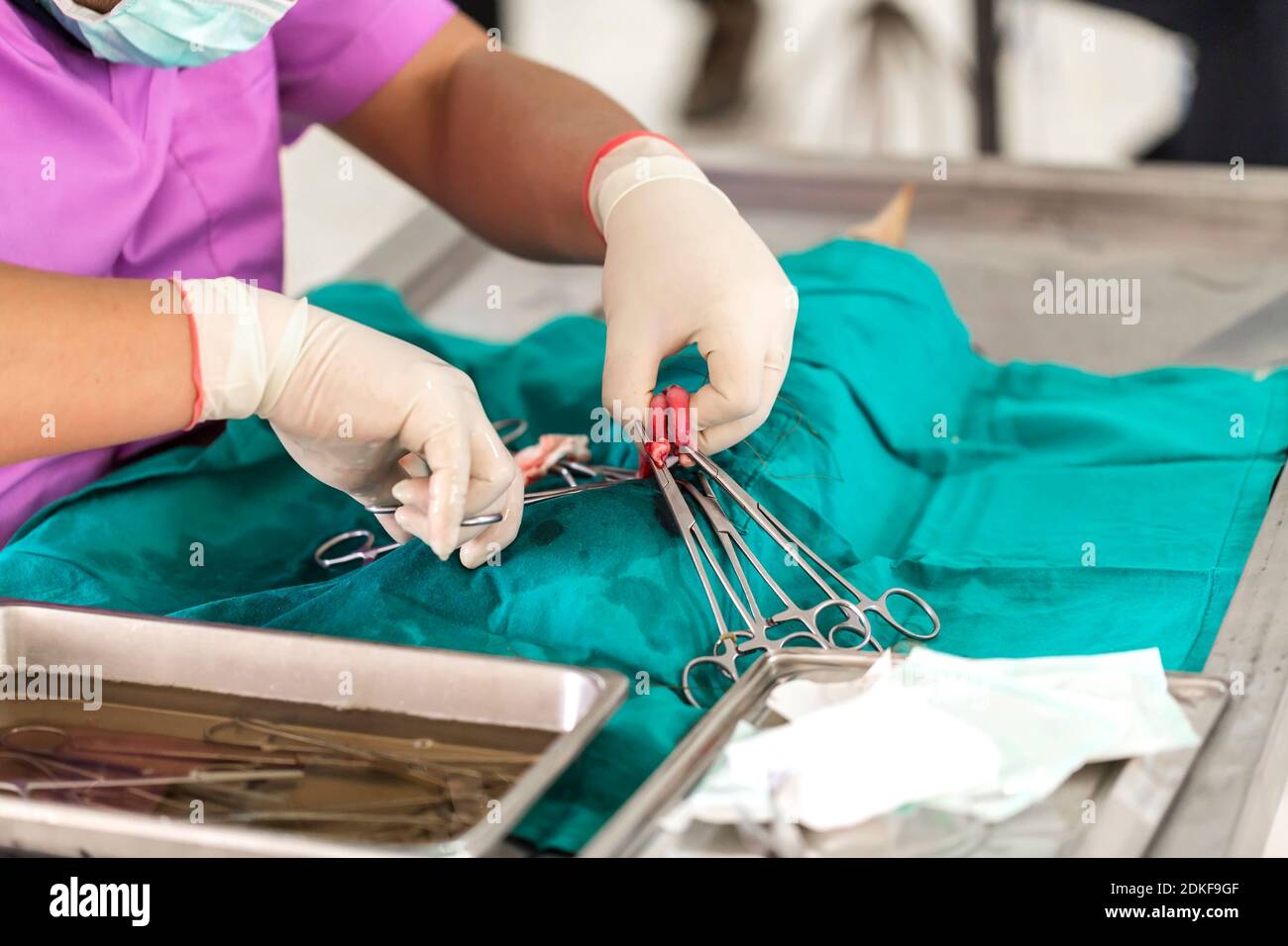 Surgery to sterilize the dog Stock Photo Alamy