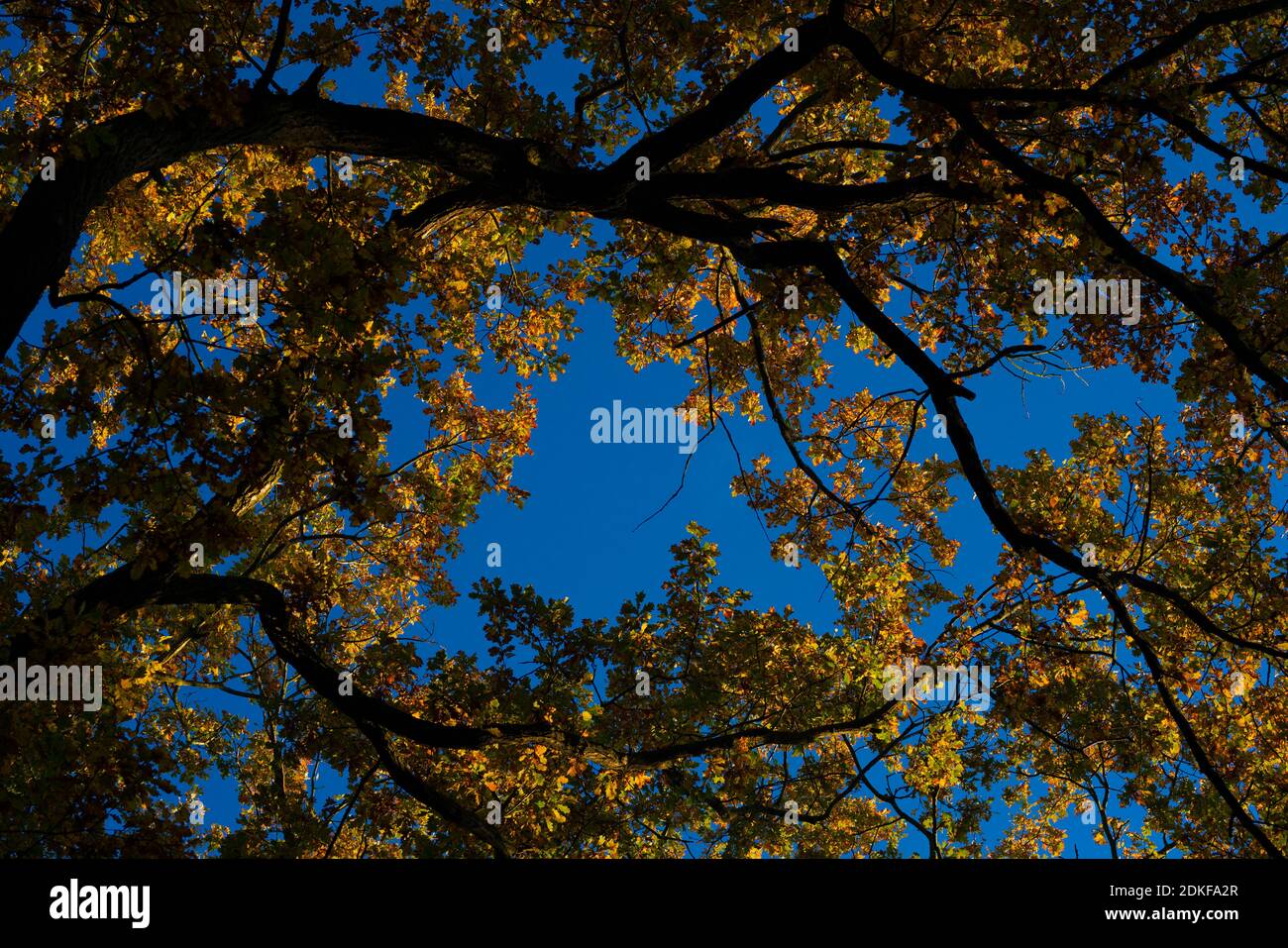 Treetop of a large oak tree in autumn, leaves with beautiful autumn colors, blue sky in the background Stock Photo