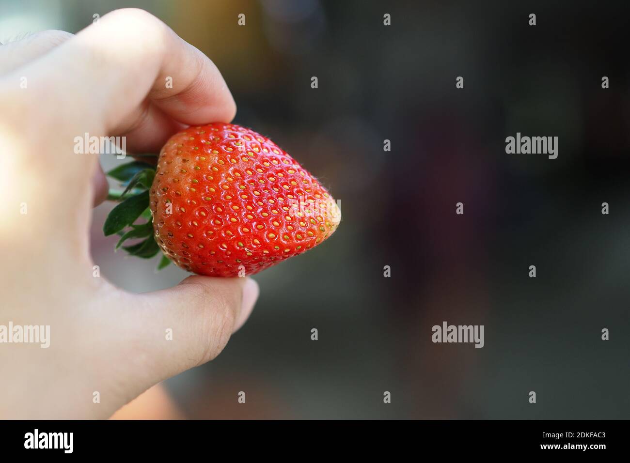 hand holding strawberry on blur background Stock Photo - Alamy