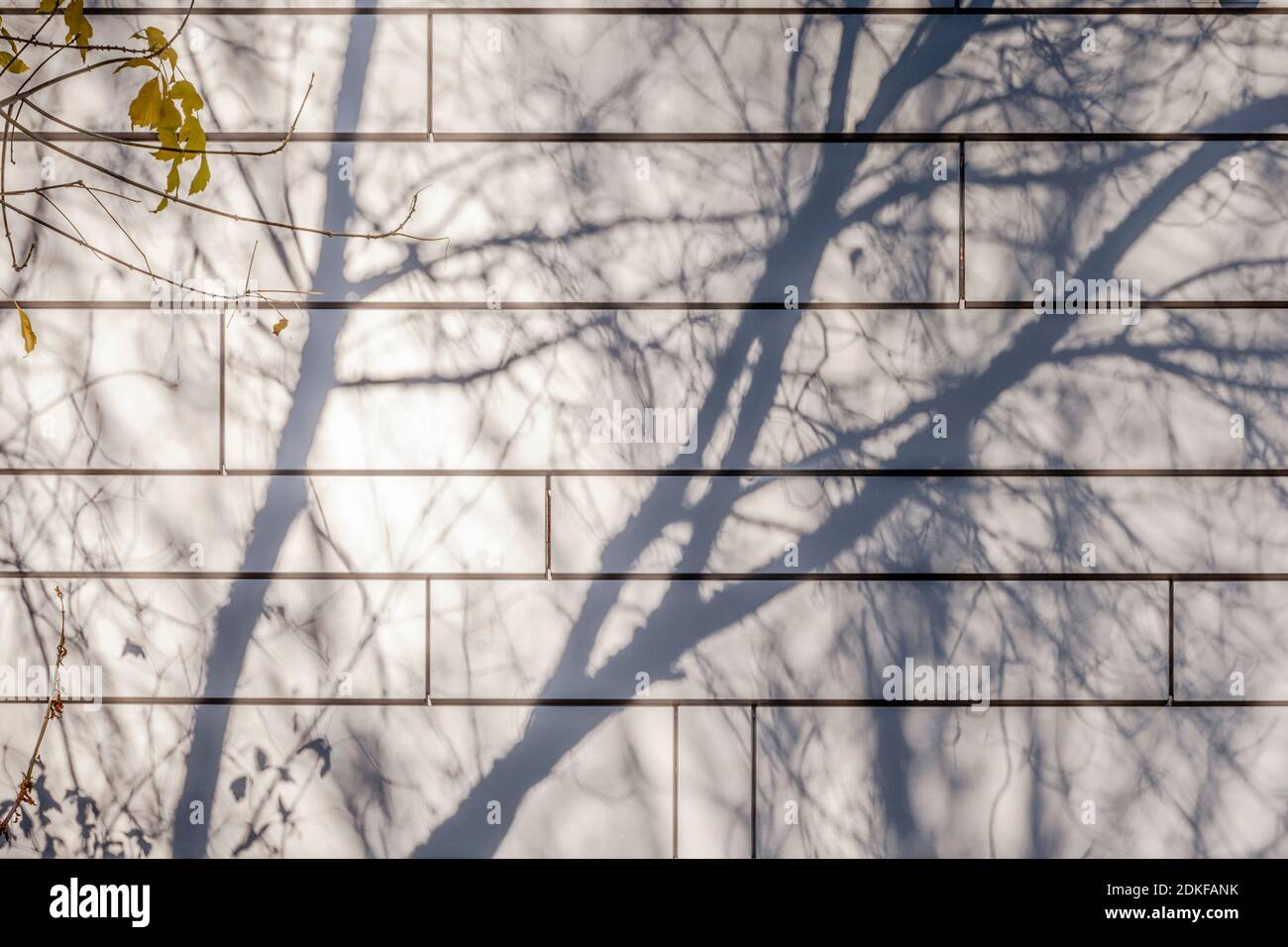 Shadow play on a wall in autumn, tree, shadow, building Stock Photo