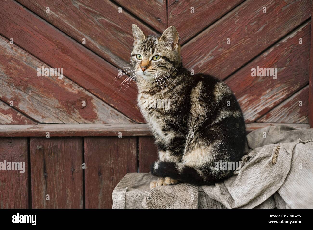 Country cat sitting on the background of a brown wooden wall Stock Photo