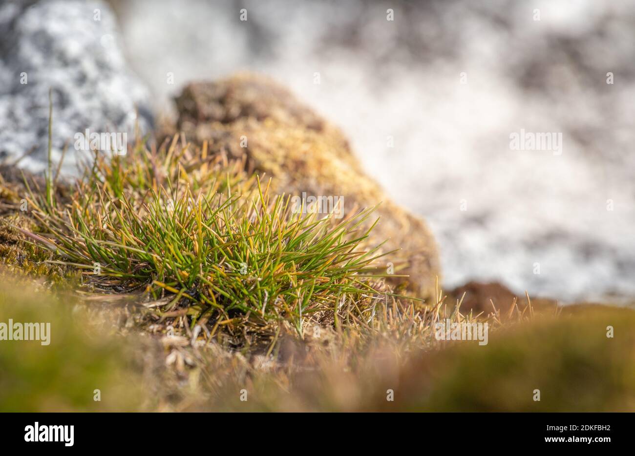 Macrophoto of Deschampsia antarctica isolated, the Antarctic hair grass, one of two flowering plants native to Antarctica Stock Photo
