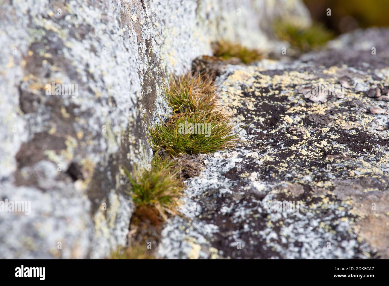 Macrophoto of Deschampsia antarctica isolated, the Antarctic hair grass