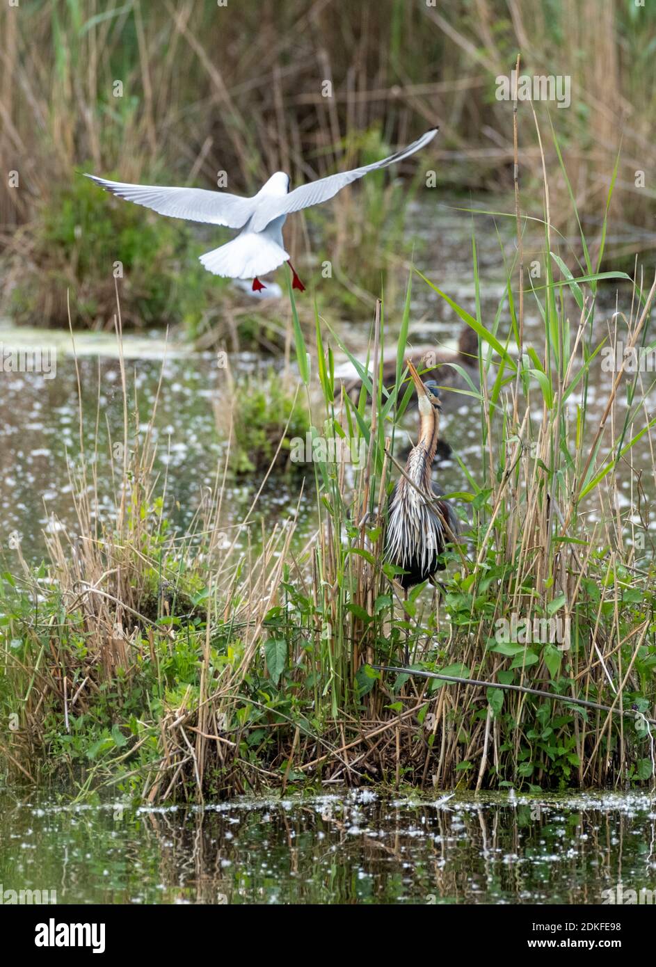 Purple heron (Ardea purpurea) is attacked by a black-headed gull. Stock Photo