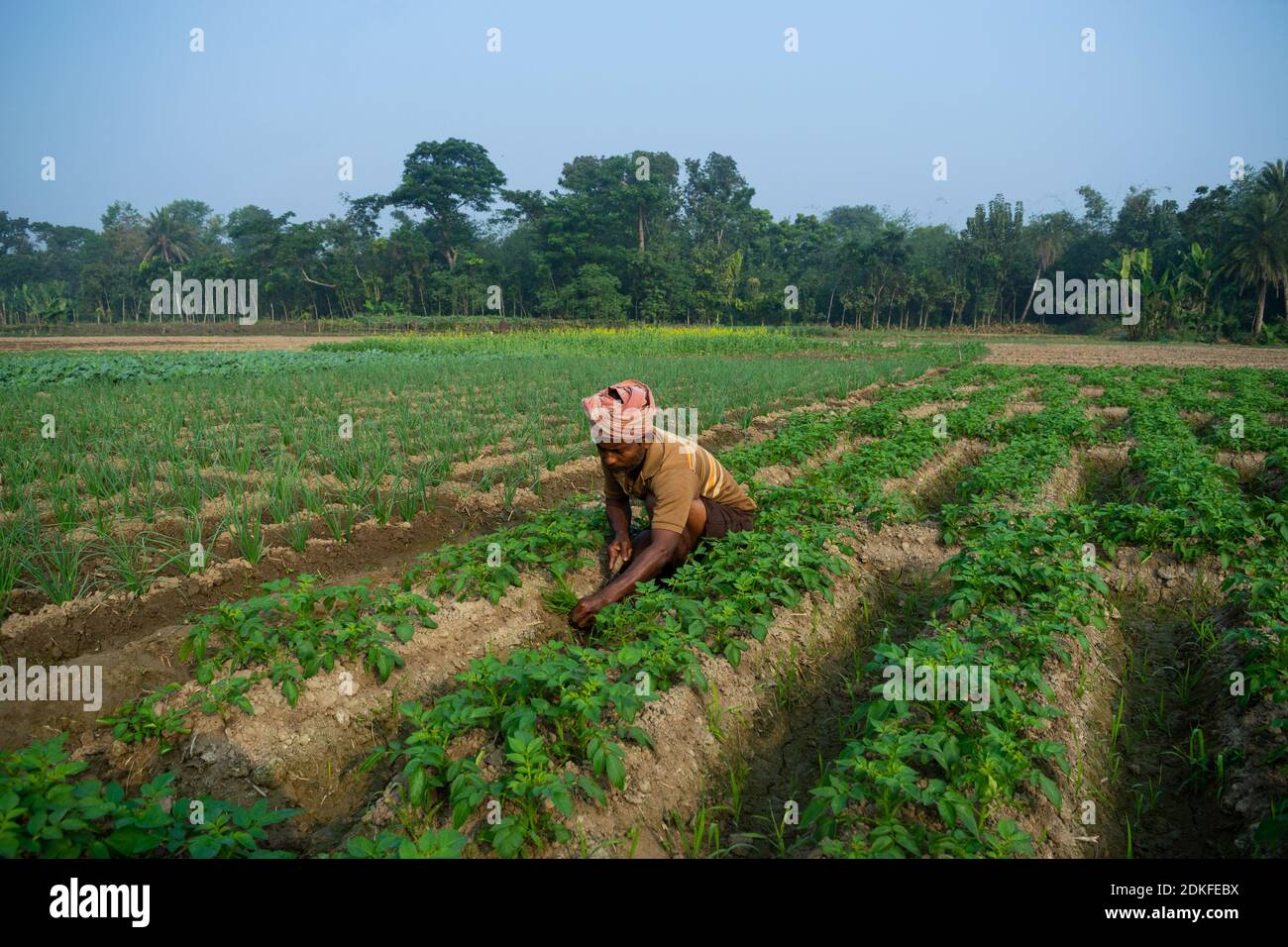 Baduria, West Bengal, India. 14th Dec, 2020. A farmer is cultivating potato plants. The primary source of living for almost 58% of the Indian population is agriculture. The new 'Farm Bill' by the Indian Government creates a huge confusion as it is allowing direct private investment in this sector and changes the overall system. Farmers are speculating that this may end the 'minimum support price' and many more systems which are beneficial for them. Credit: Santarpan Roy/ZUMA Wire/Alamy Live News Stock Photo