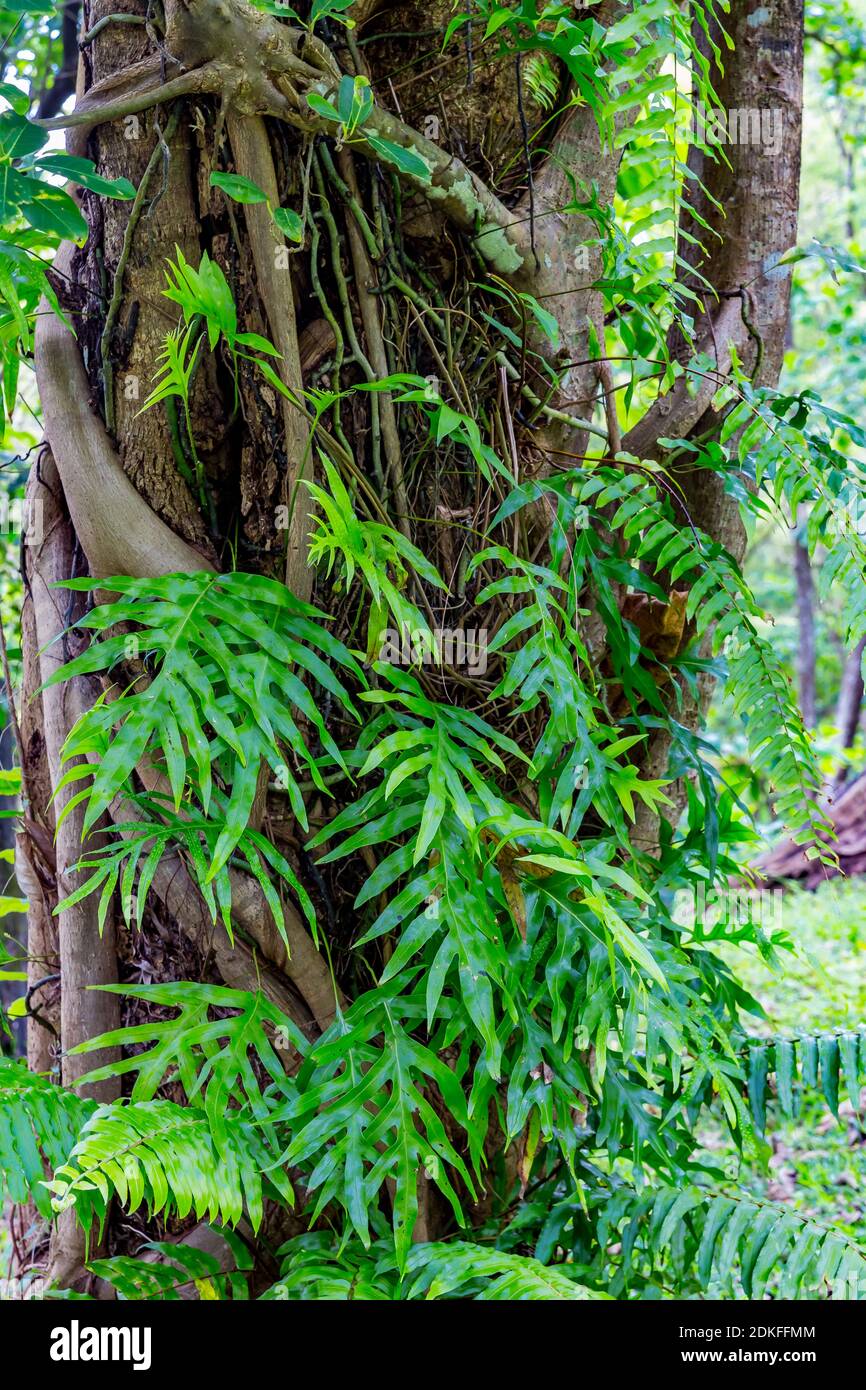 Goldtipelfarn, (Phlebodium), excursion destination Anse Waterfalls, Anse des Cascades, Piton Sainte-Rose, Reunion Island, France, Africa, Indian Ocean Stock Photo