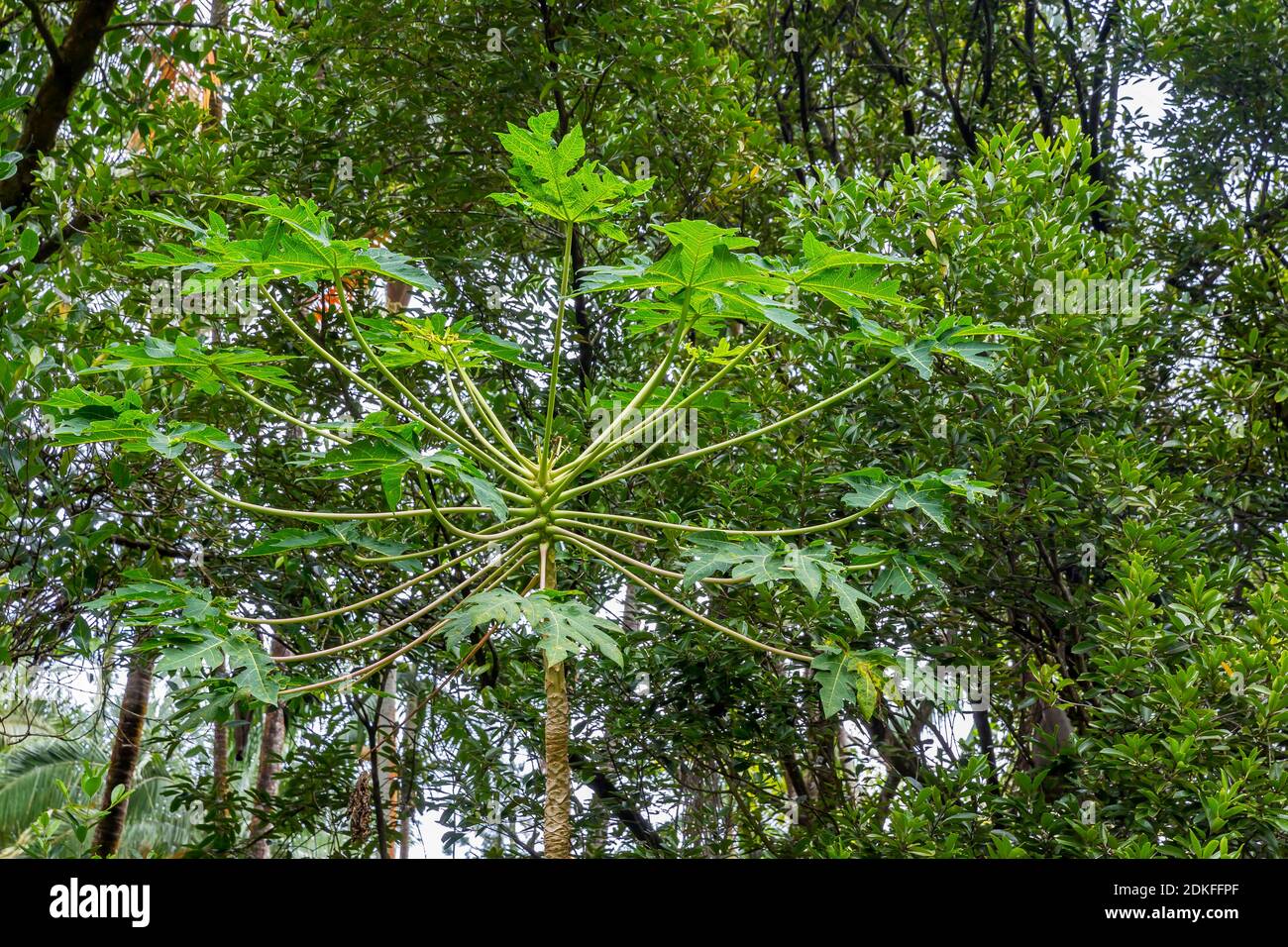 Papaya tree, tropical vegetation, excursion destination Anse waterfalls