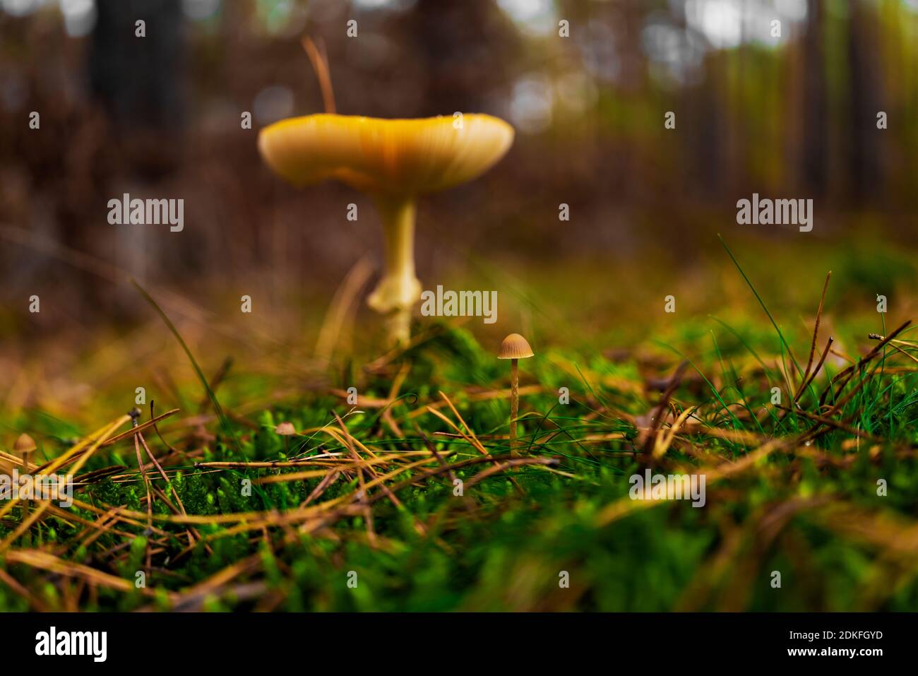 Small mushroom in autumn in the forest in front of a large mushroom Stock Photo